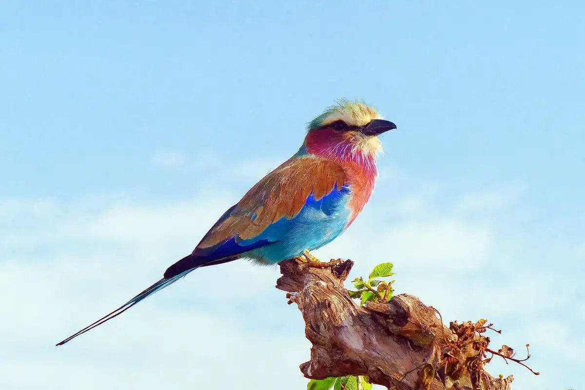 Discover exciting Roller facts like its stunning colorful appearance, habitat, diet, and much more!