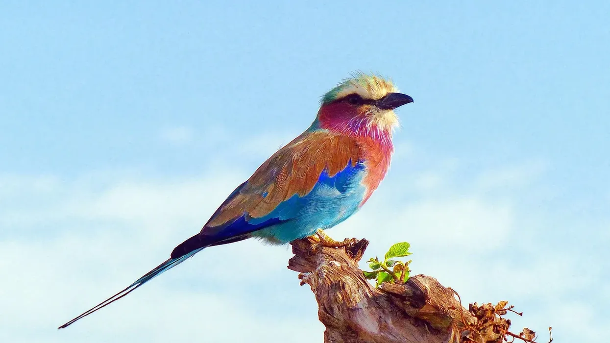 Discover exciting Roller facts like its stunning colorful appearance, habitat, diet, and much more!