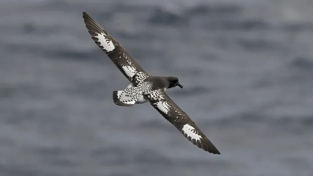 Discover facts about Cape petrel breed from Antarctica, including description, feeding habits, and breeding season.