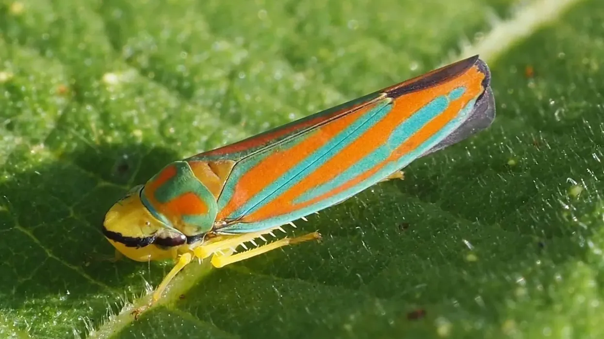 Discover facts about the candy-striped leafhopper species