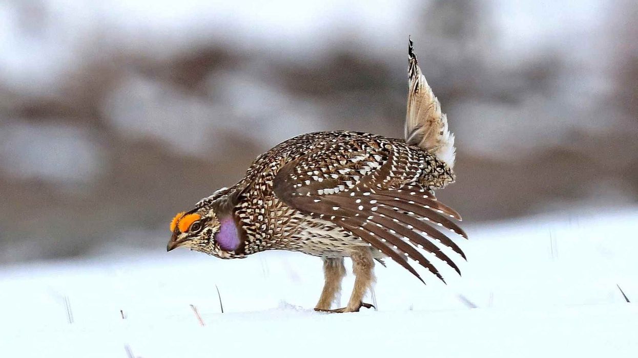 Discover facts about the sharp-tailed grouse including appearance, distribution, and habitat.