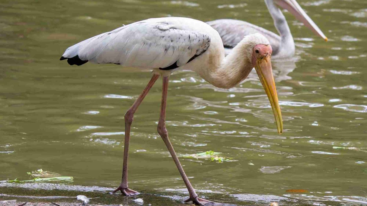 Discover famous milky stork facts like that they have black flight feathers.