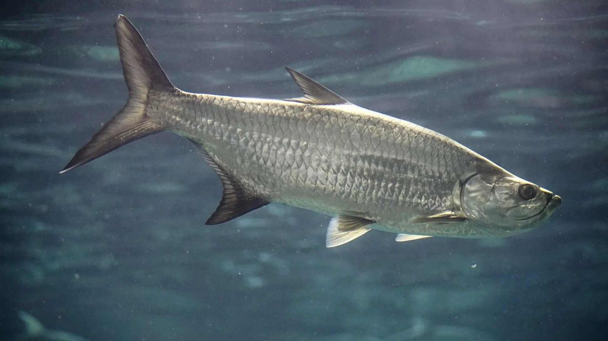 Discover fascinating Atlantic tarpon facts about its predators, body, fishing, habitat, and more!