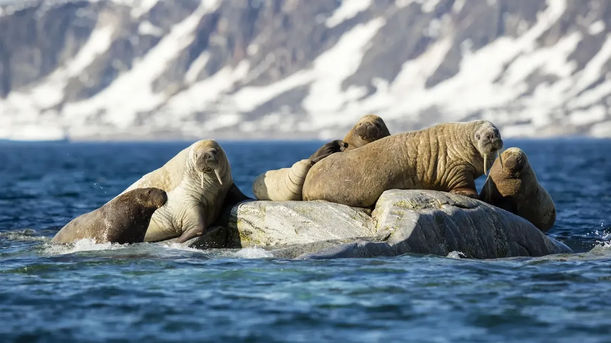 Discover fascinating Atlantic walrus facts about its calves, young, predators, habitat, food, and more!