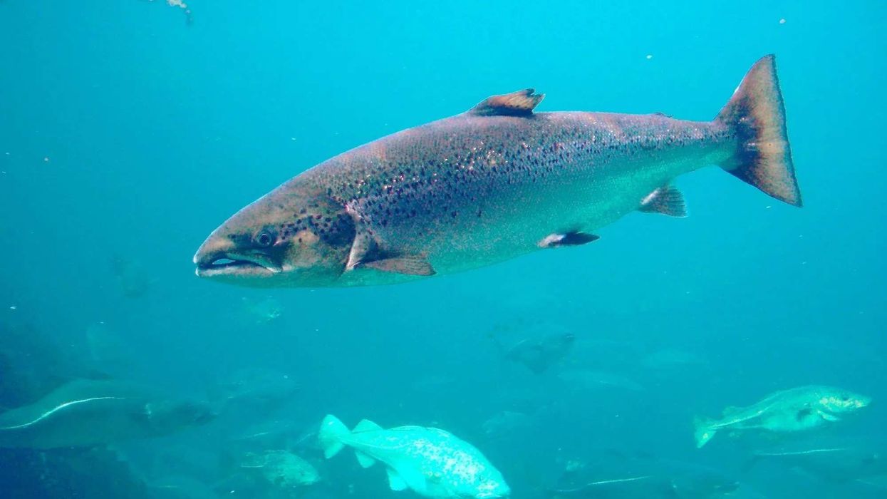 Discover fascinating Atlantic whitefish facts about its appearance, population, habitat, and more!