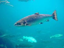 Discover fascinating Atlantic whitefish facts about its appearance, population, habitat, and more!