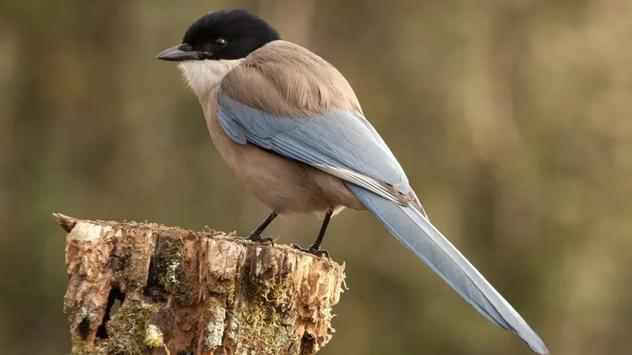 Discover fascinating Azure-winged magpie facts about its stunning appearance, distribution, and habitat.