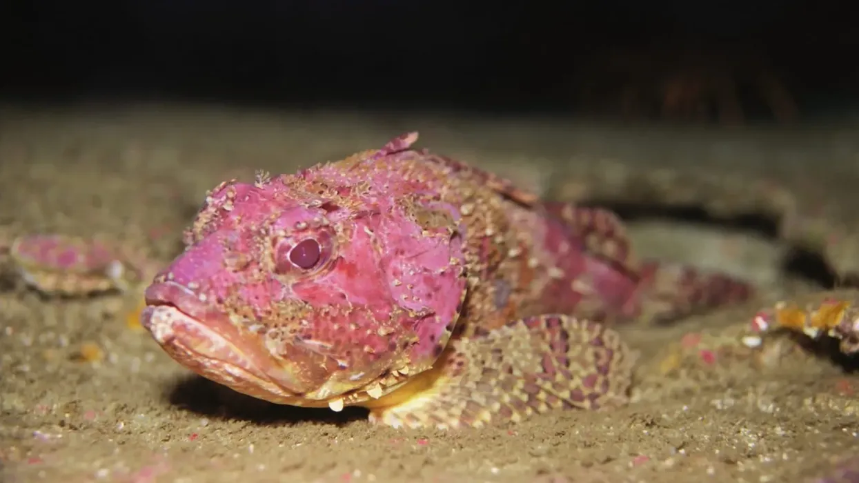 Discover fascinating California scorpionfish about its habitat, spawning, physical description, and more!