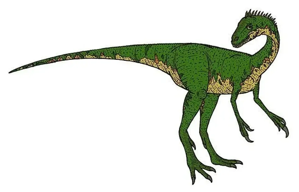 Discover fascinating Coelurus facts about its history, fossils, taxonomy, diet, and more!