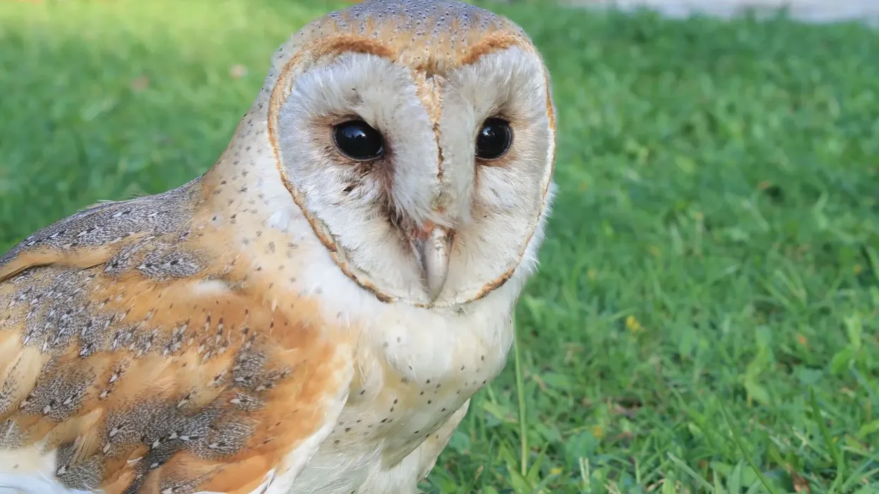Discover fascinating Eastern barn owl facts that will get you hooked to the avian world!