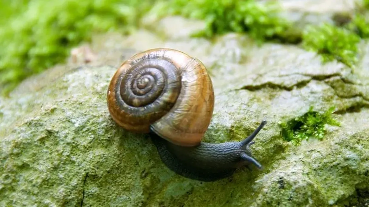 Discover fascinating glass snail facts about its glossy appearance, habitats, and more!