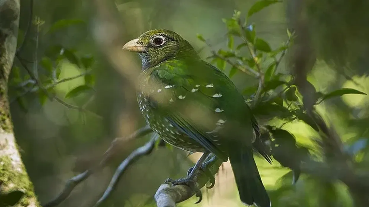 Discover fascinating green catbird facts.