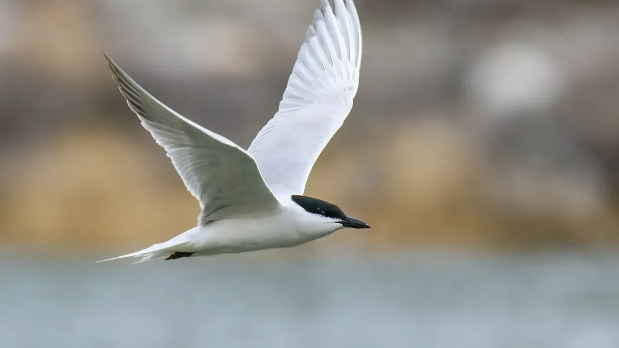 Discover fascinating gull-billed terns facts.