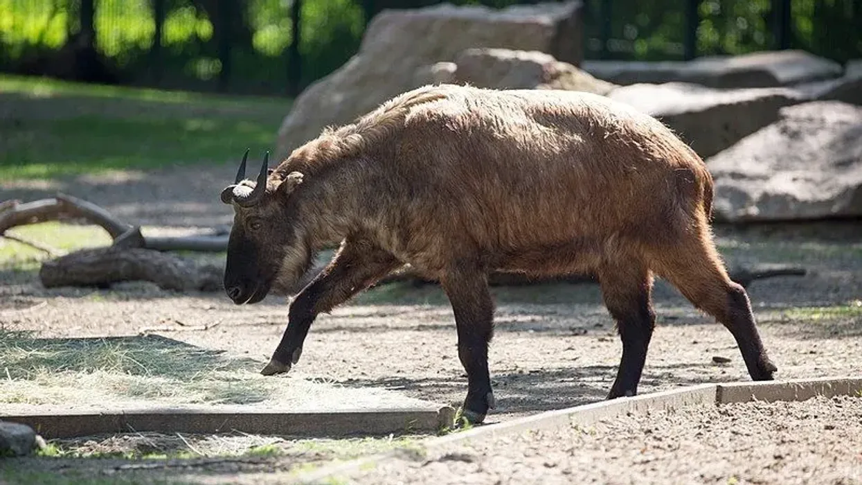 Discover fascinating Mishmi takin facts about its diet, body, coat, horns, and more!