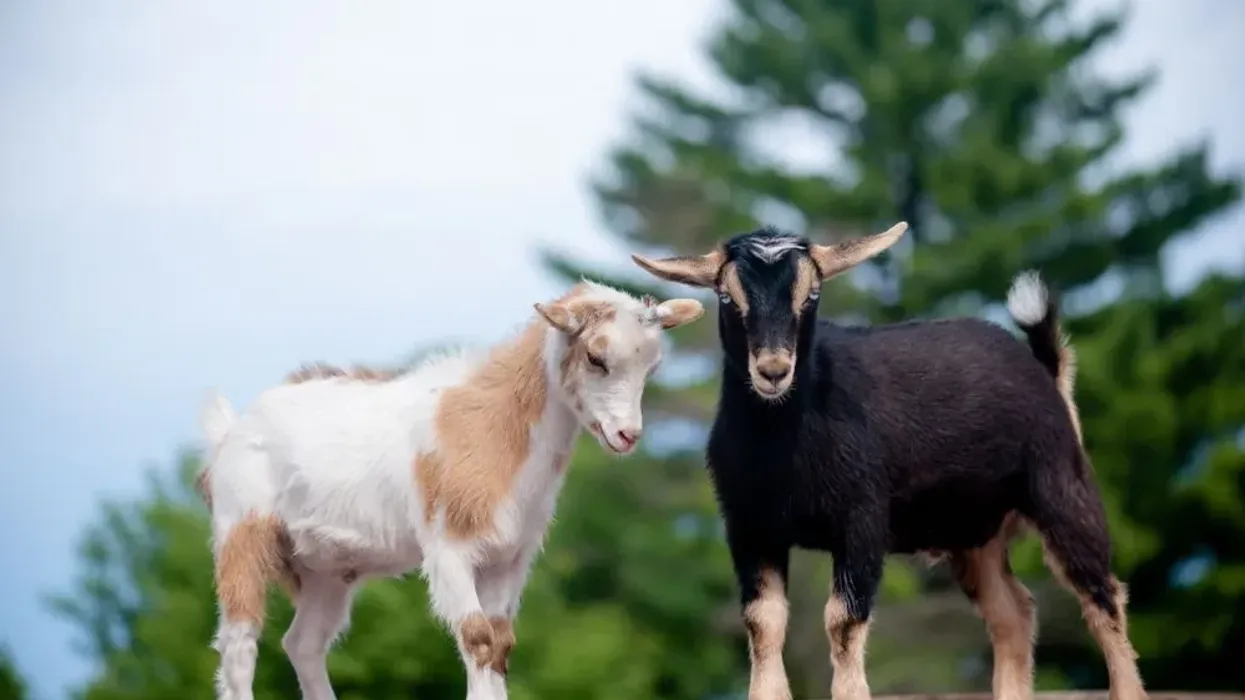 Discover fascinating Nigerian Dwarf Goat facts like its appearance, diet, and habitat!