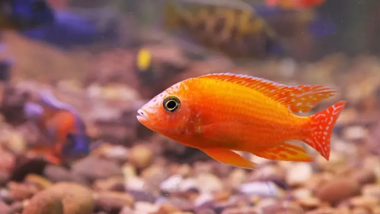 Discover fascinating red zebra cichlid facts about its diet, appearance, breeding, and more!