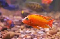 Discover fascinating red zebra cichlid facts about its diet, appearance, breeding, and more!