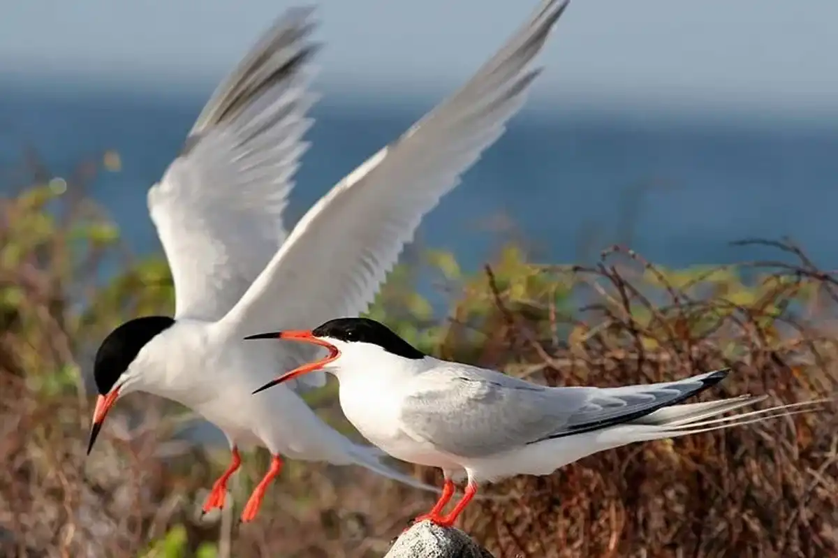 Discover fascinating Roseate Tern facts about its stunning appearance, habitat, mating displays, and more!