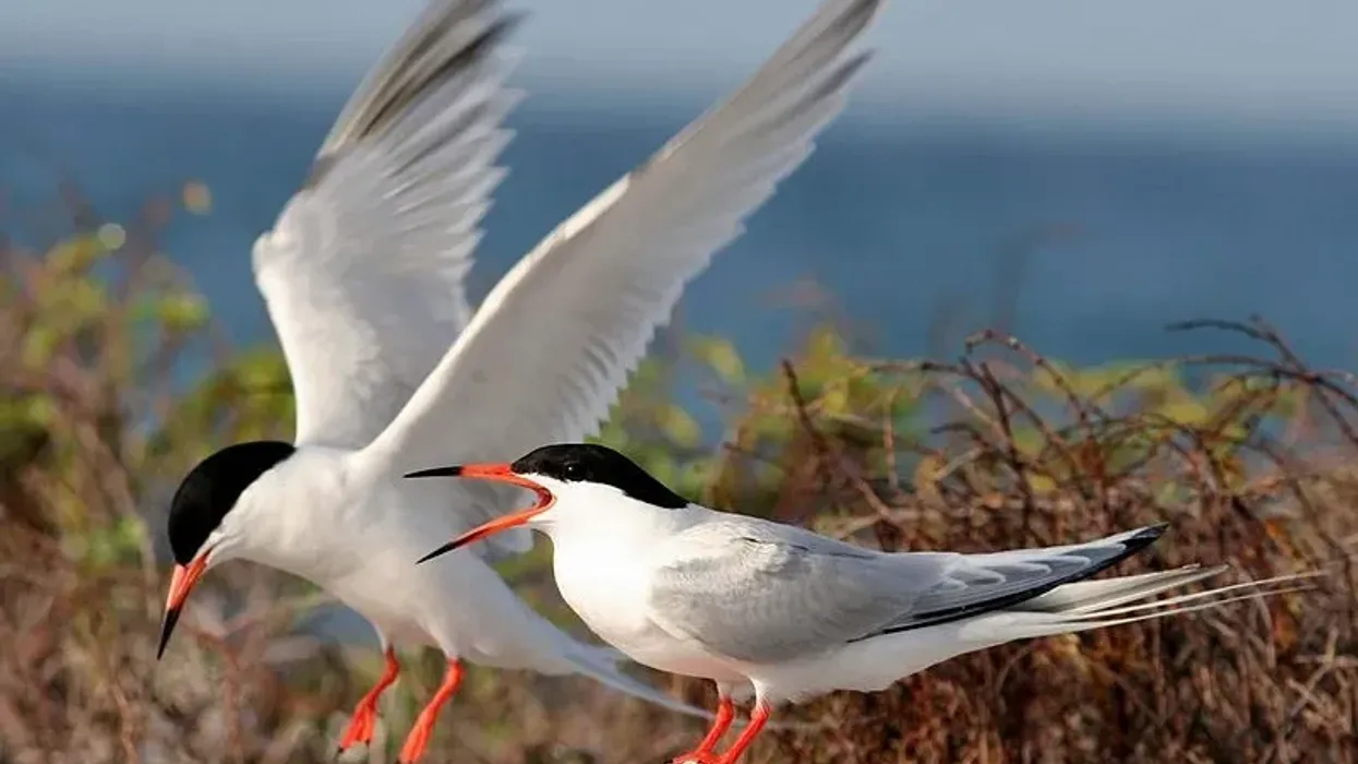 Discover fascinating Roseate Tern facts about its stunning appearance, habitat, mating displays, and more!