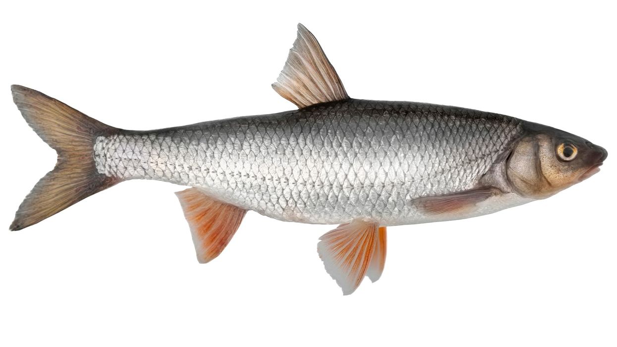 Discover fascinating sand shiner facts about their physical characteristics, life span, habitat, and more!