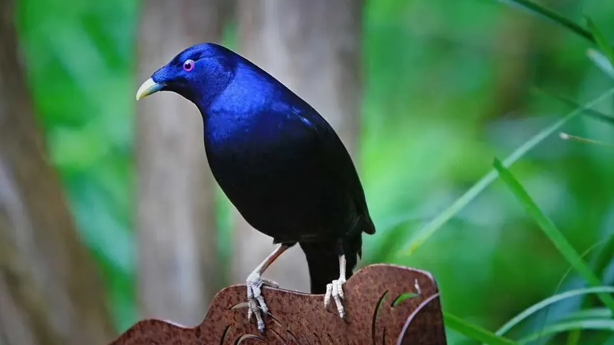 Discover fascinating satin bowerbird facts about its dazzling appearance, diet, nest, and more