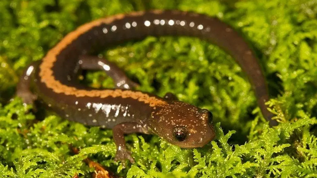 Discover fascinating Shenandoah salamander facts about its talus habitat, population, appearance, and more!