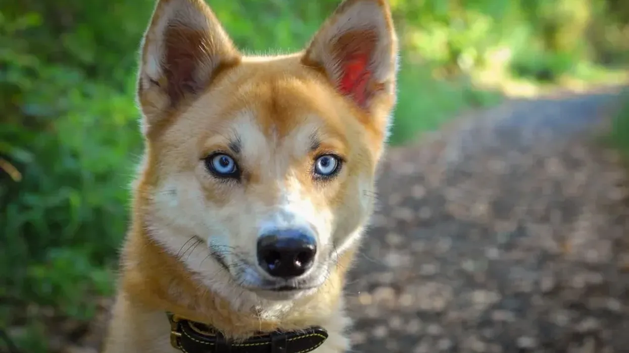 Discover fascinating Shiba Inu Husky Mix facts about its personality, grooming, training, and more!