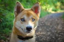 Discover fascinating Shiba Inu Husky Mix facts about its personality, grooming, training, and more!