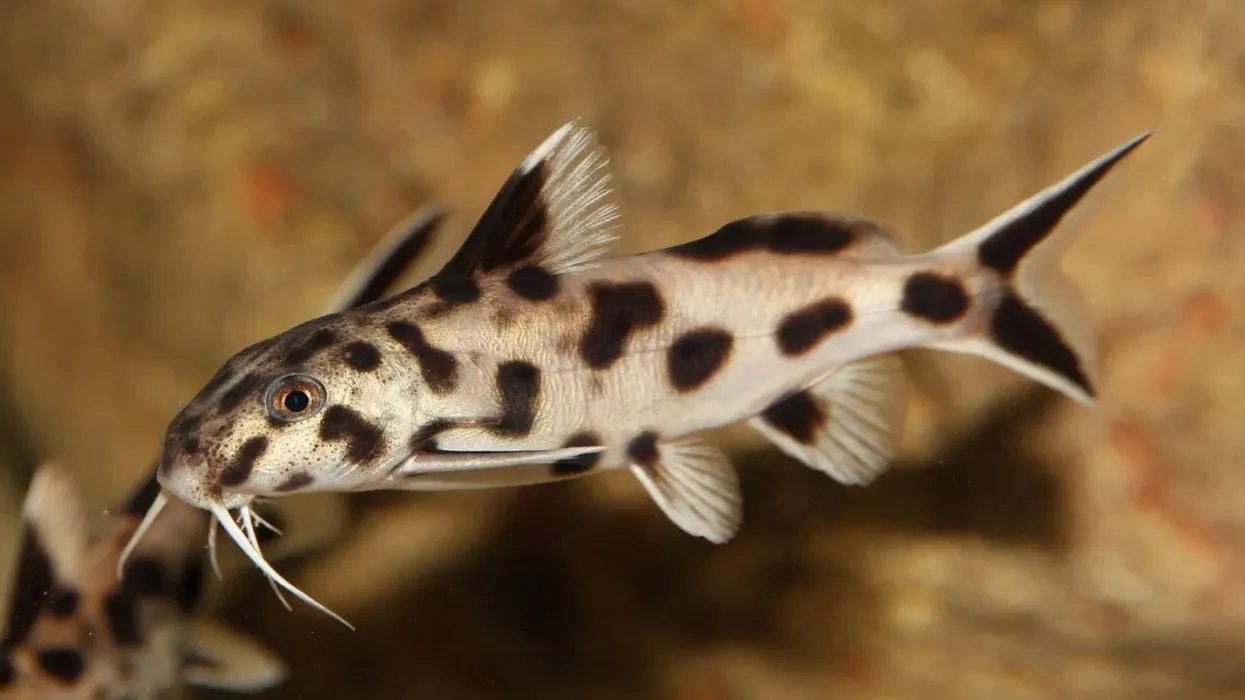 Discover fascinating Synodontis polli facts about its habitat, distribution, breeding, and more!