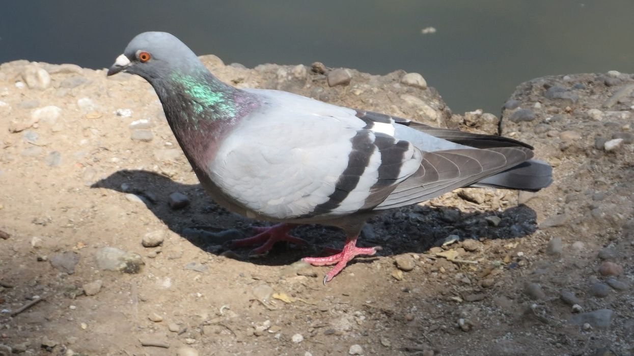 Discover fascinating tippler pigeon facts about its breeding, young, flight, habitat, and more!