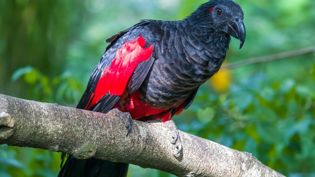Discover fascinating vulturine parrot facts about its diet, breeding, distribution, and more!