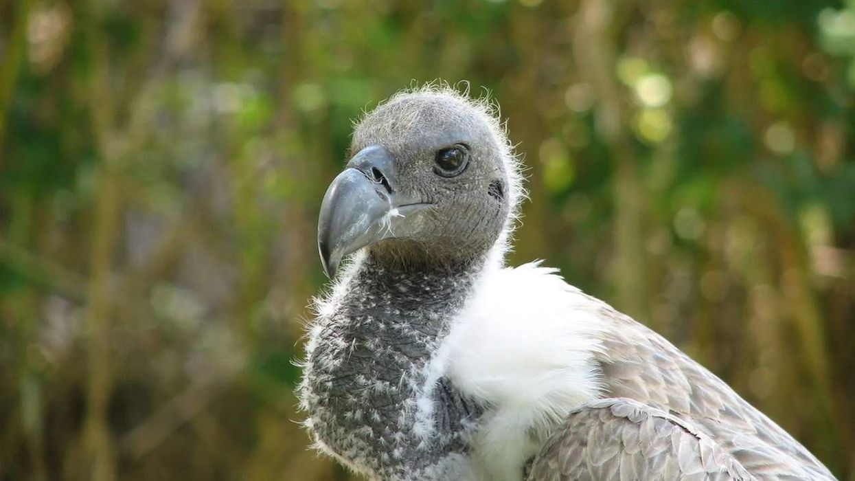 Discover fascinating white-backed vulture facts about this amazing species.