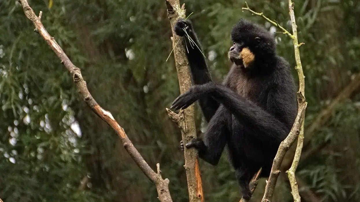 Discover fascinating yellow-cheeked gibbon facts about its range, family, appearance, and more!