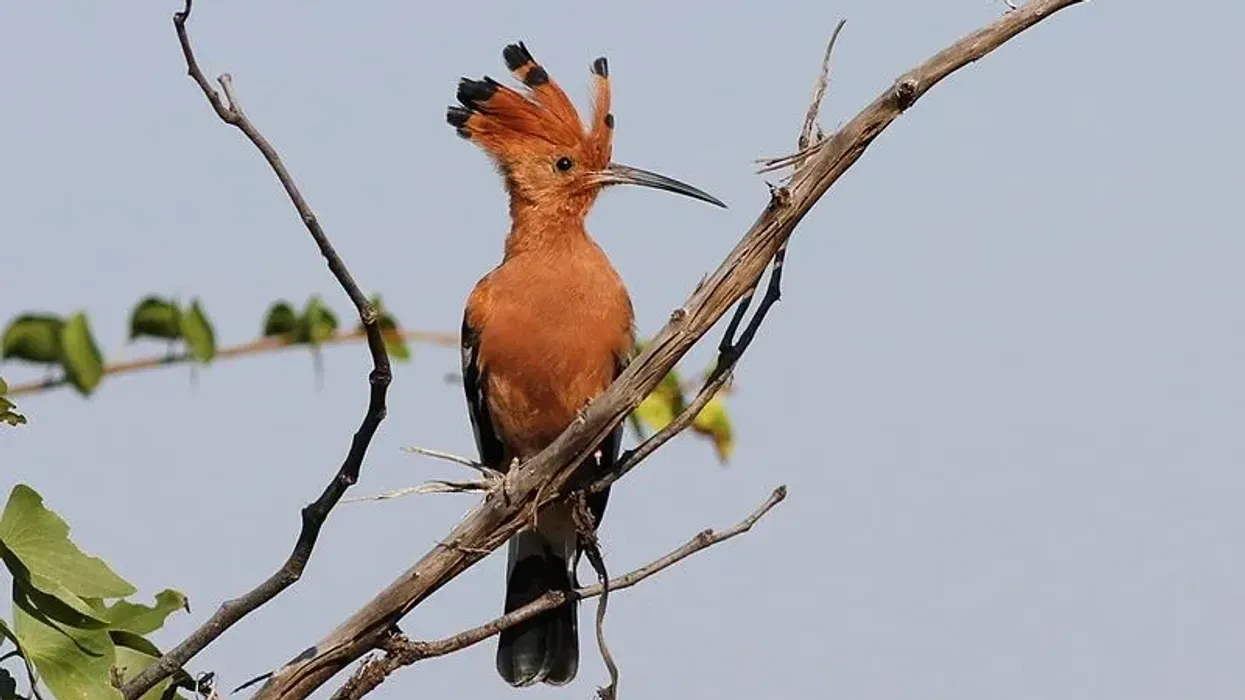 Discover fun African hoopoe facts about its breeding, distribution, habitat, diet, behavior, and more!