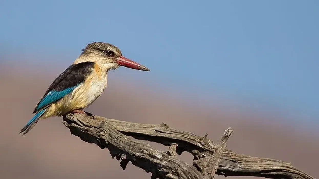 Discover fun and interesting brown-hooded kingfisher facts and brush up your knowledge about this wonderful bird!