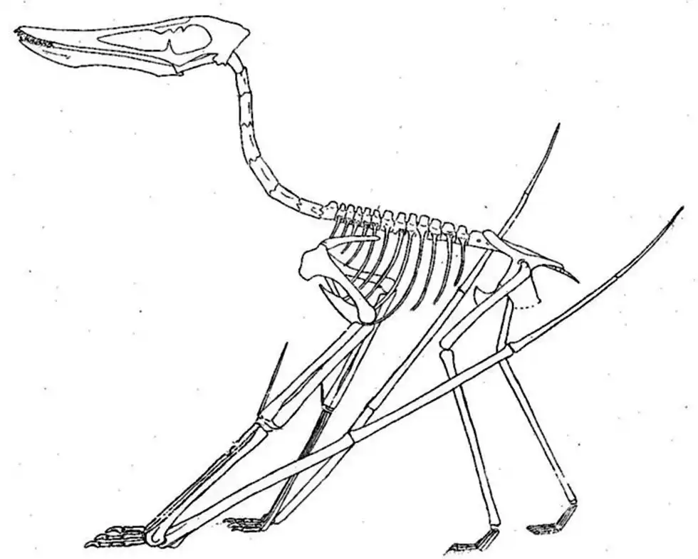 Discover fun Cycnorhamphus facts about its physical description, size, history, morphology, and taxonomy!