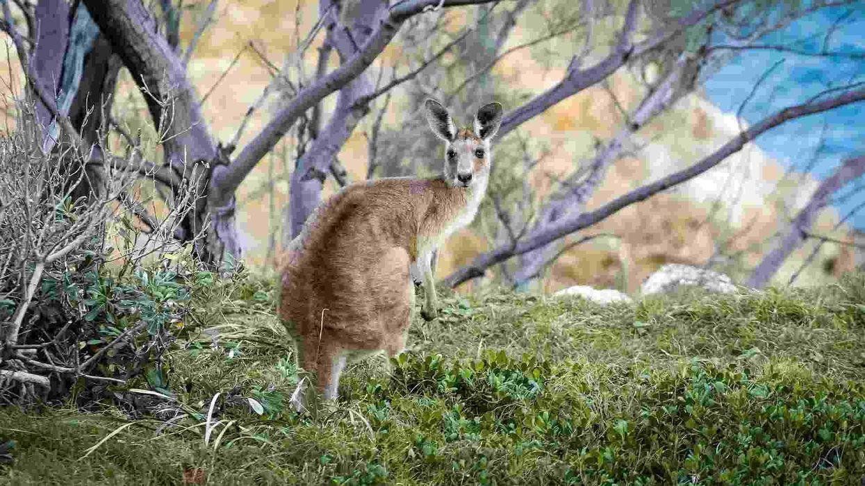 Discover fun eastern grey kangaroo facts about its appearance, population, reproduction, and more!