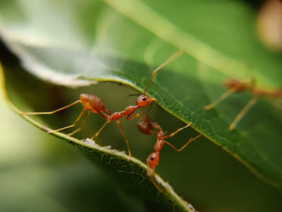 Discover fun facts about what do ants eat?