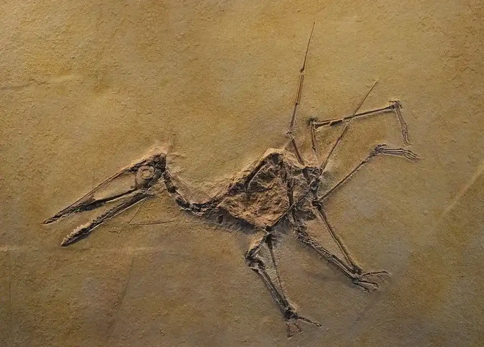 Discover fun Germanodactylus facts about its fossil remains, teeth, natural history, time period, and more!