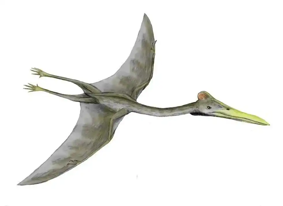 Discover fun Hatzegopteryx facts about its jaw, feet, fossil remains, bones, wingspan, and more!