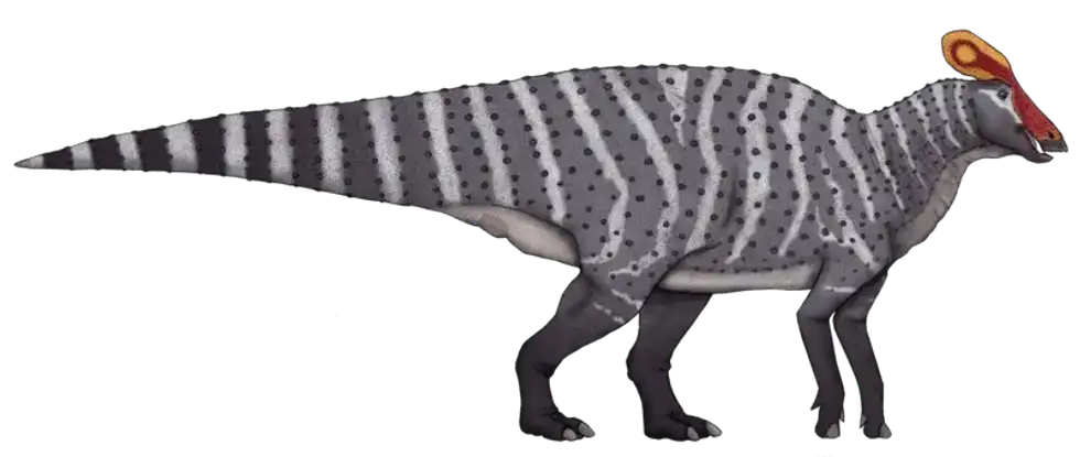 Discover fun Hypsibema facts about its fossil remains, teeth, vertebrae, site, time period, and more!