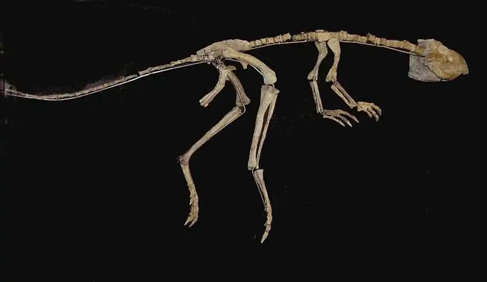 Discover fun Jehlosaurus facts about its phylogeny, cranial anatomy, fossil remains, scientific classification, body, and more!