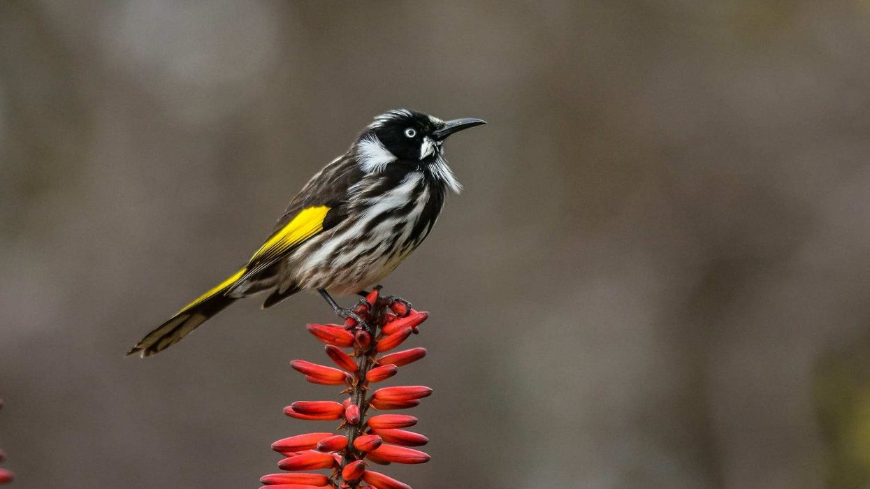 Discover fun New Holland honeyeater facts about its breeding, nest, physical description, diet, and more!