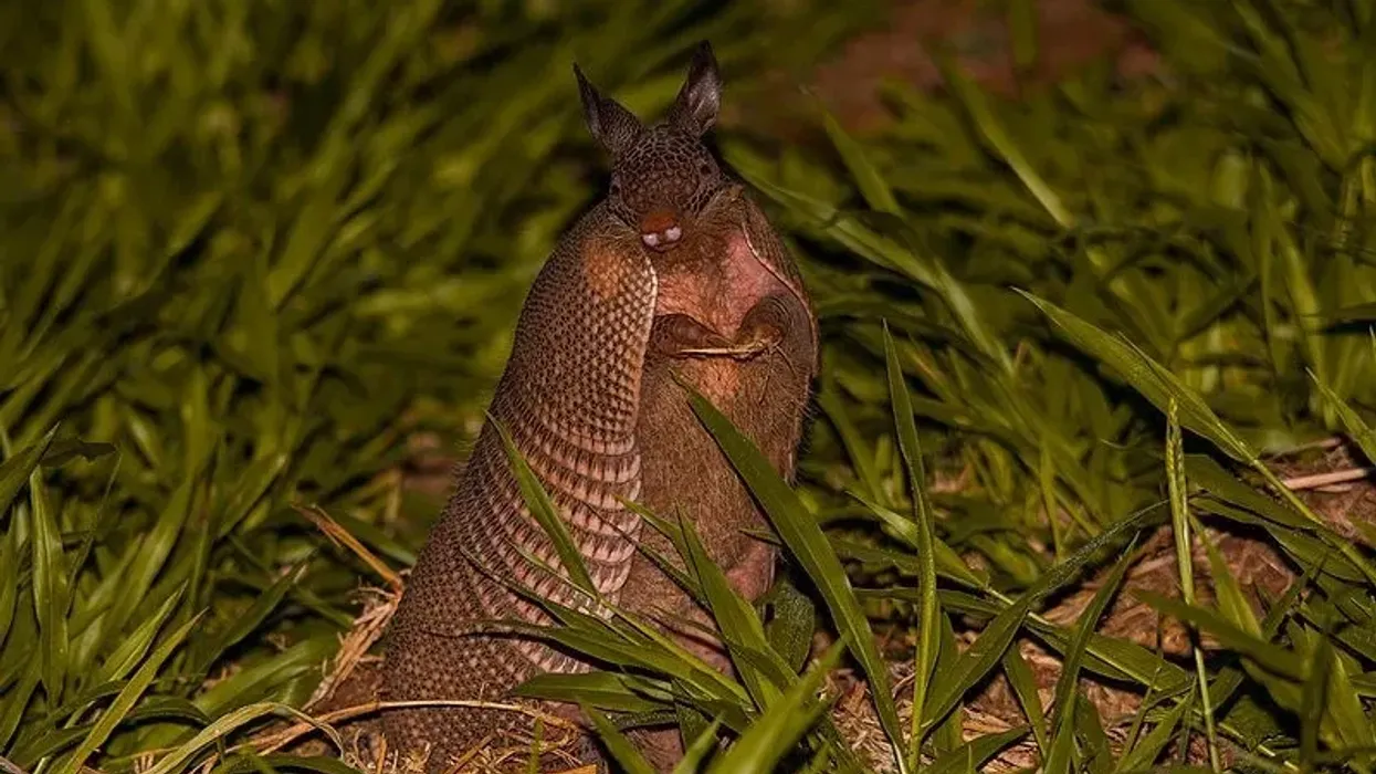 Discover fun Northern naked-tailed armadillo facts about its distribution, habitat, diet, and more