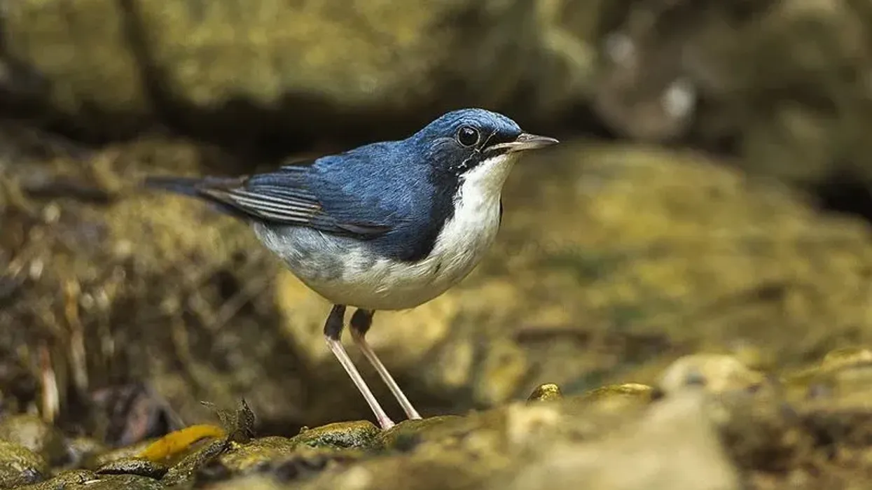 Discover fun Siberian blue robin facts and take a deep dive into their unique world!