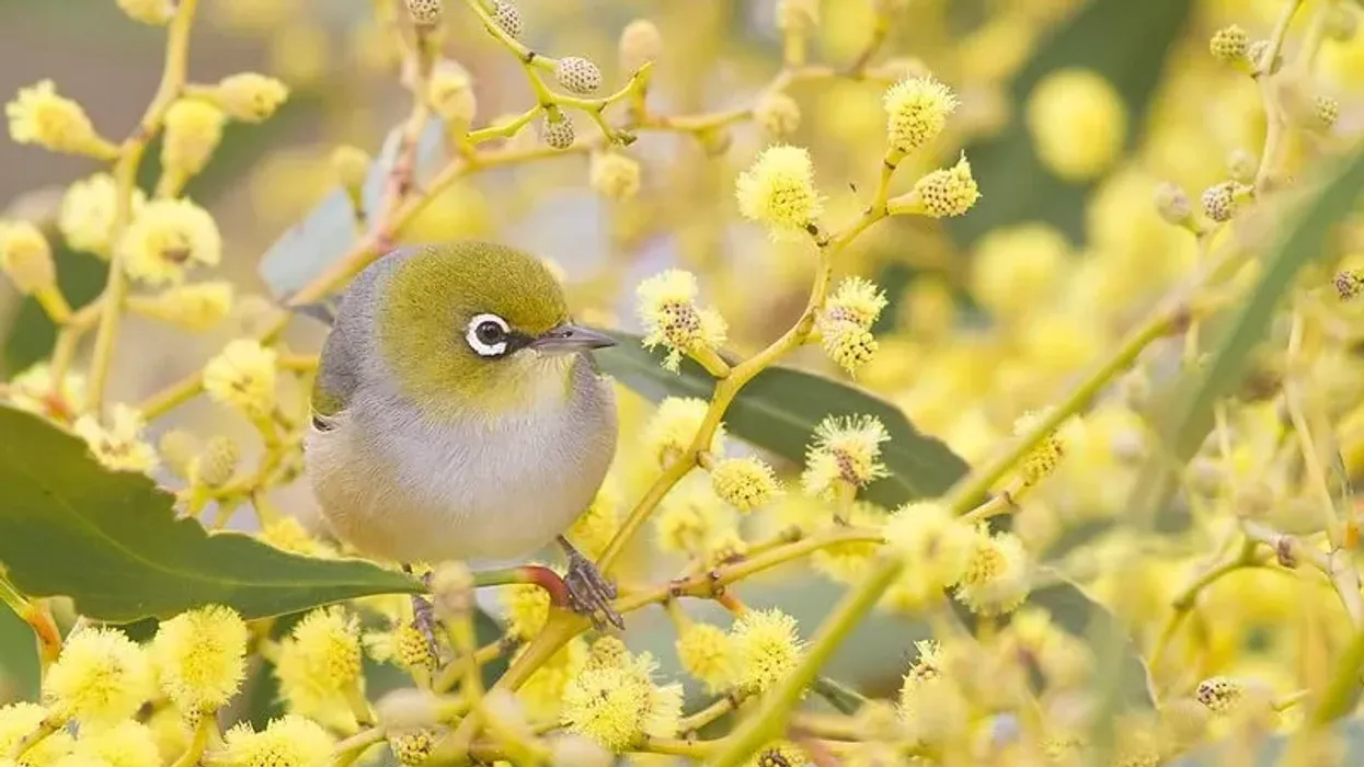 Discover fun silvereye facts about its breeding, nesting, habitats, behavior, populations, and more!