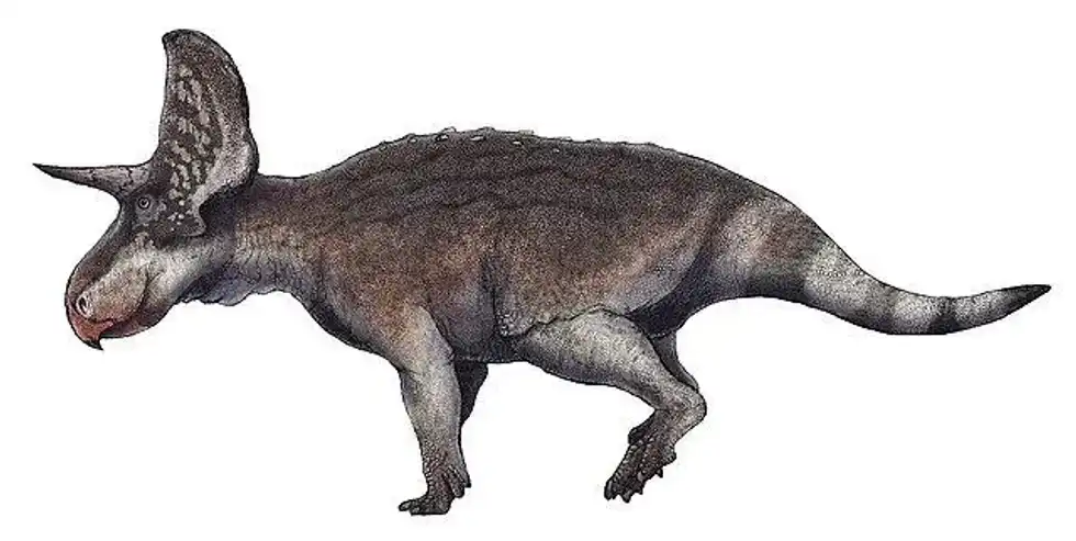 Discover fun Turanoceratops facts about its discovery, taxon, fossil remains, distribution, and more!