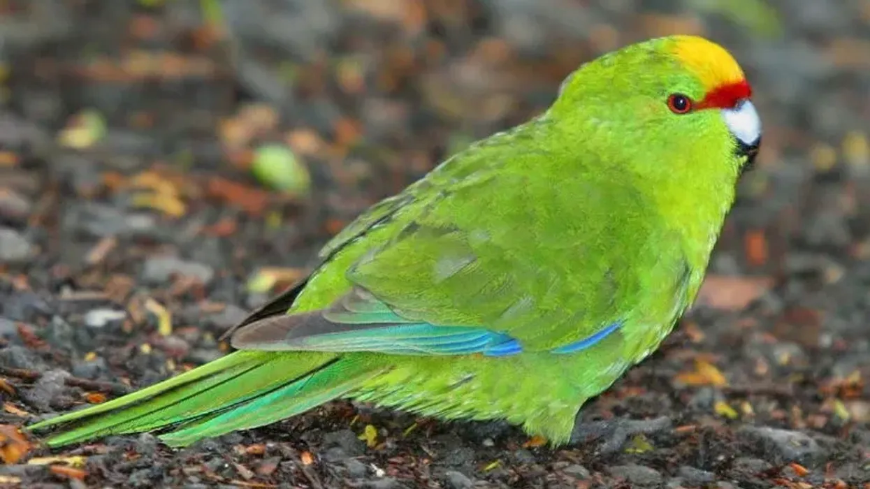 Discover fun yellow-crowned parakeet facts about its striking appearance, habitat, food, and more!