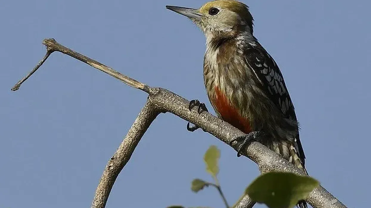 Discover fun yellow-crowned woodpecker facts about its habitat, distribution, diet, and more!