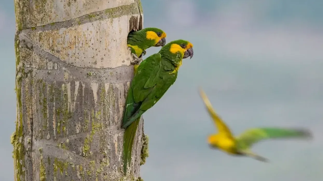 Discover fun yellow-eared parrot facts about its appearance, breeding, population, nest, and more!